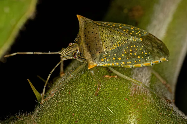 Adulto Branco Manchado Arvelius Fedor Bug Espécie Arvelius Albopunctatus — Fotografia de Stock