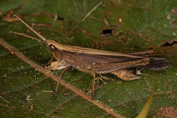 Grasshopper Adulto Chifres Curtos Família Acrididae — Fotografia de Stock