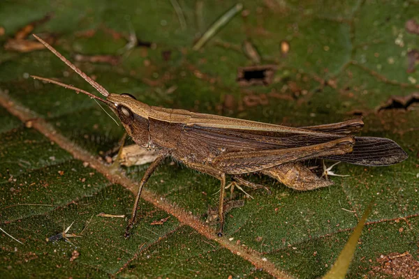 Ausgewachsene Kurzgehörnte Heuschrecke Aus Der Familie Der Acrididae — Stockfoto