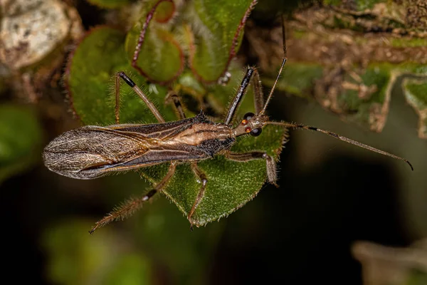 Bug Assassino Adulto Del Genere Repipta — Foto Stock