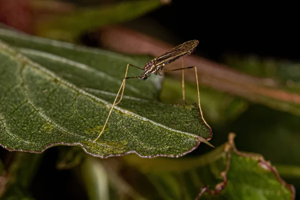 Μικρή Ενηλίκων Nematoceran Fly Του Suborder Nematocera — Φωτογραφία Αρχείου