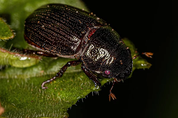 Adult Shining Leaf Chafer Beetle Της Υποοικογένειας Rutelinae — Φωτογραφία Αρχείου