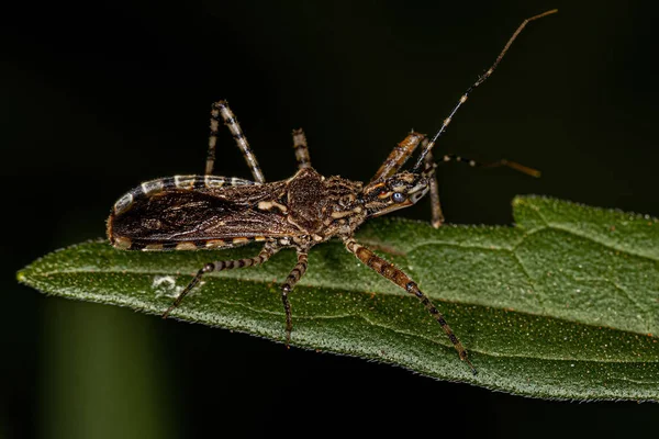 Bug Assassino Adulto Del Genere Cosmoclopius — Foto Stock