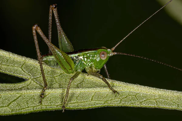 Feuille Katydid Nymphe Sous Famille Des Phaneropterinae — Photo