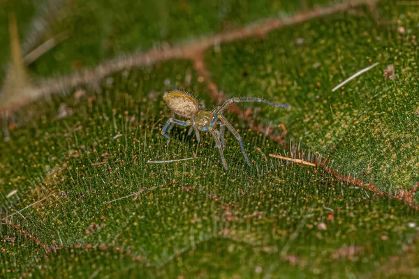 Small Entelegyne Spider Infraorder Entelegynae — Stockfoto