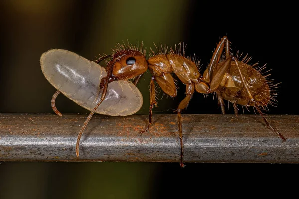 Adult Female Carpenter Ant Genus Camponotus — Stock Photo, Image