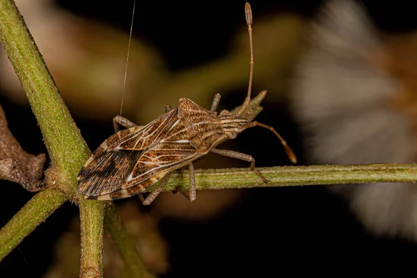 Adult Leaf Footed Bug Stammen Hypselonotini — Stockfoto