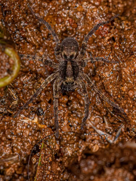 Lycosidae Ailesinin Küçük Kurt Örümceği — Stok fotoğraf