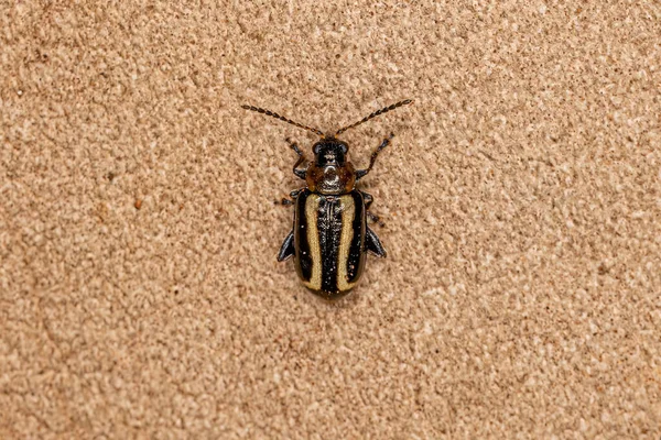 Adult Flea Beetle Species Systena Nitentula — 图库照片