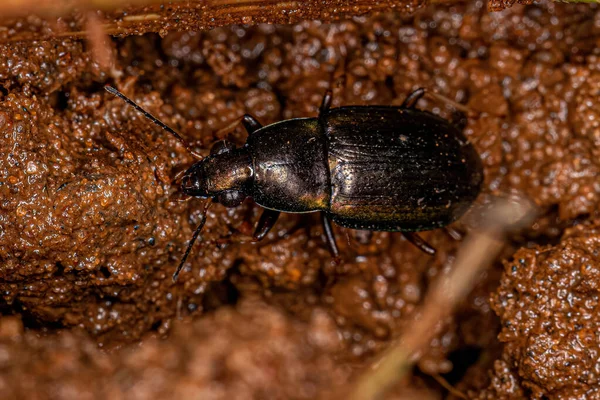 Escarabajo Terrestre Adulto Familia Carabidae — Foto de Stock