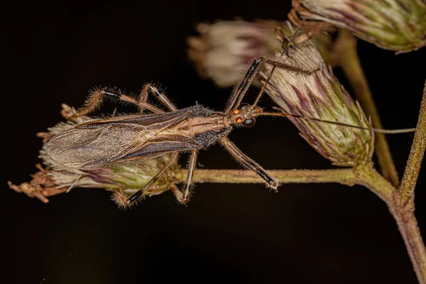 Repipta Cinsinden Yetişkin Suikastçi Böceği — Stok fotoğraf