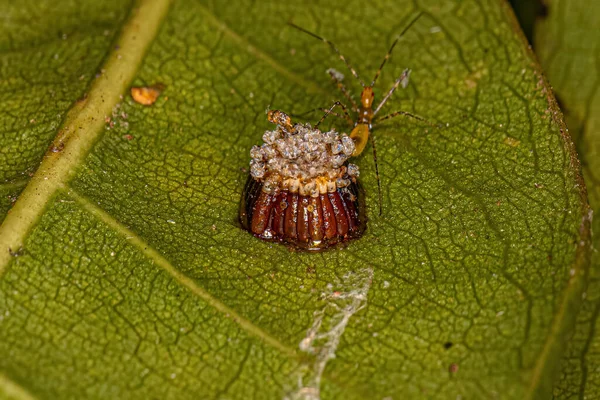 Harpactorini Kabilesi Nin Suikastçısı Böcek Perileri Yumurtalı — Stok fotoğraf
