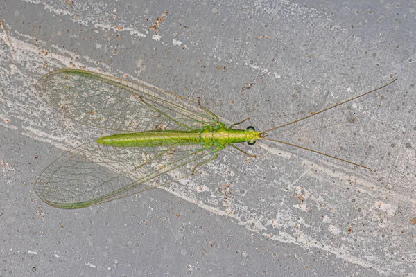 Adult Typical Green Lacewing Genus Chrysoperla — Photo