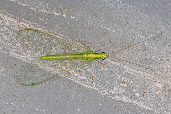 Adult Typical Green Lacewing Genus Chrysoperla — Stockfoto