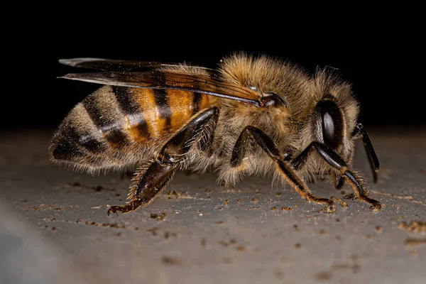 Adult Female Western Honey Bee of the species Apis mellifera