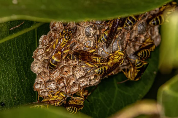 Volwassen Papierwespen Met Lange Taille Van Het Geslacht Mischocyttarus — Stockfoto