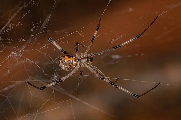 Femme Adulte Marron Veuve Araignée Espèce Latrodectus Geometricus — Photo