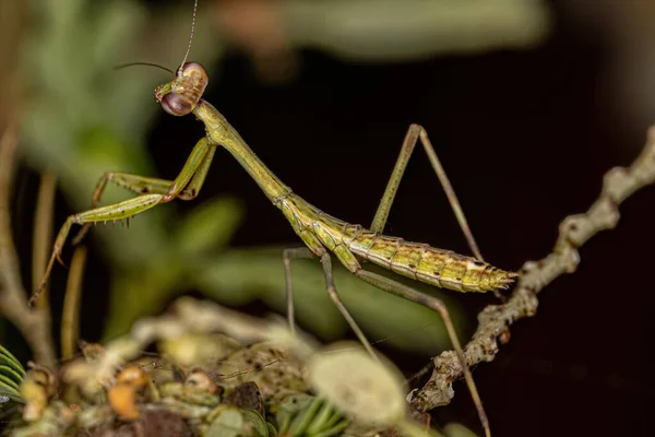 Genus Oxyopsisの小さなMantid Nymph — ストック写真