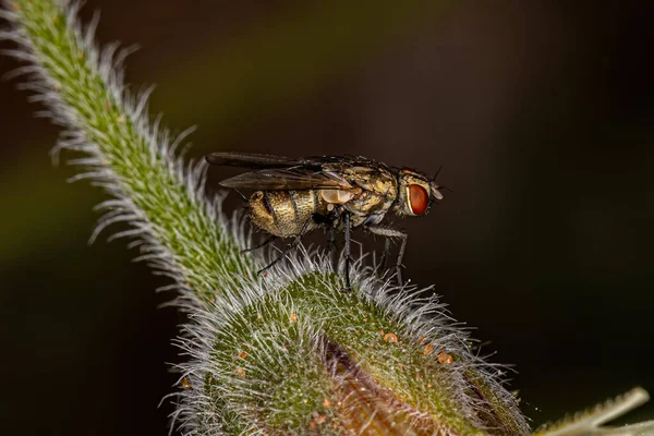 Dospělí Maso Čeledi Sarcophagidae — Stock fotografie