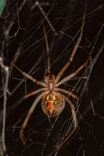 Mujer Adult Brown Widow Araña Especie Latrodectus Geometricus — Foto de Stock
