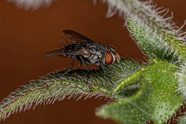 Dewasa Bristle Terbang Dari Keluarga Tachinidae — Stok Foto