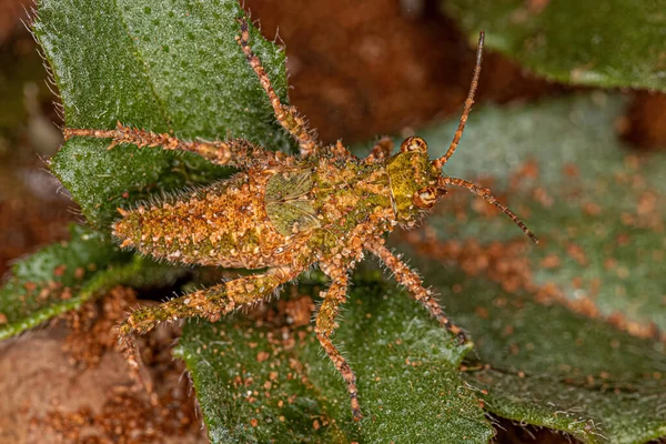 Short Horned Grasshopper Insect Genus Ommexecha — Fotografia de Stock