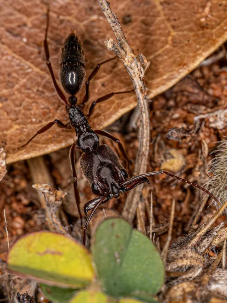 Μυρμήγκι Του Genus Odontomachus — Φωτογραφία Αρχείου