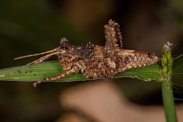 Short Horned Grasshopper Insect Genus Ommexecha — Stock fotografie