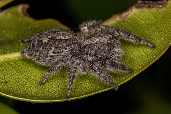 Adult Female Jumping Spider Subtribe Freyina — 스톡 사진