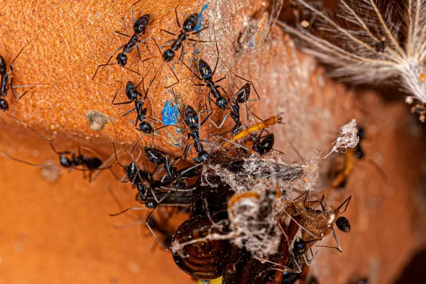 Longhorn Crazy Ants Species Paratrechina Longicornis Preying Variegated Paper Wasp — Zdjęcie stockowe