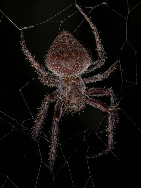 Female Adult Typical Orbweaver Species Eriophora Edax — Stock Photo, Image