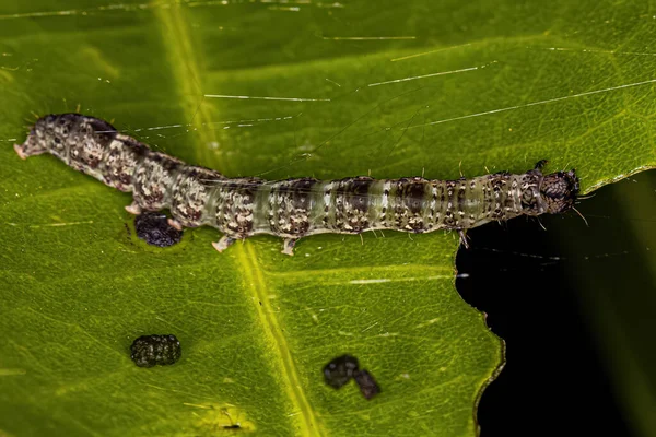 Small Moth Larva Order Lepidoptera — Stock Photo, Image