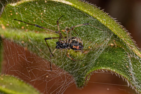 Vedova Bruna Maschio Della Specie Latrodectus Geometricus — Foto Stock