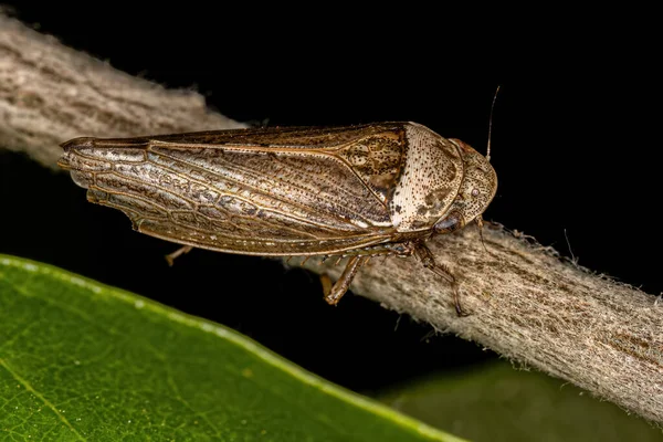 Dospělý Typický Leafhopper Druhu Sordana Sordida — Stock fotografie