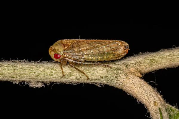 Adult Sharpshooter Insect Tribe Macropsini — Stock Fotó