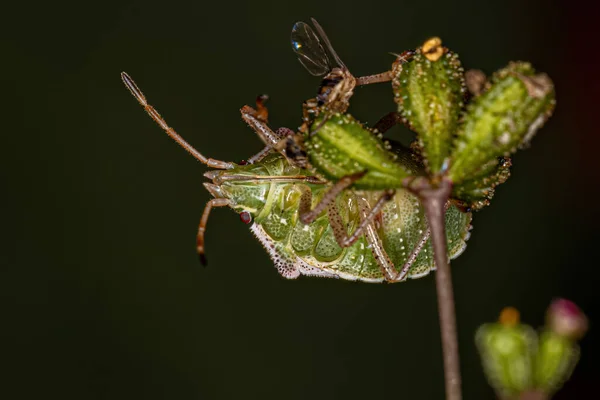 Adult Stink Bug Tribe Carpocorini — Stockfoto