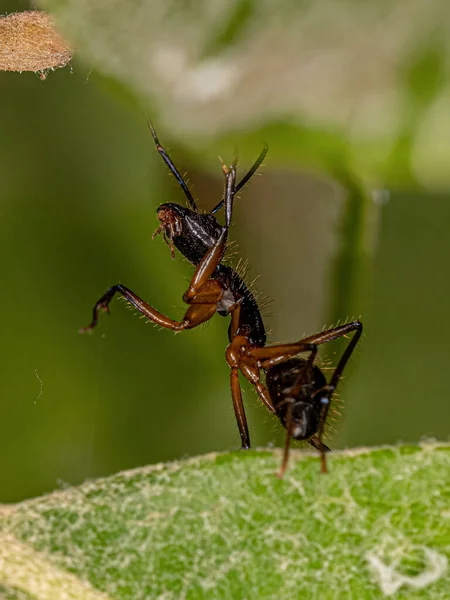 Ενηλίκων Female Carpenter Ant Του Γένους Camponotus — Φωτογραφία Αρχείου