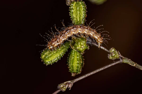 Small Plume Moth Caterpillar Family Pterophoridae — Stock Fotó