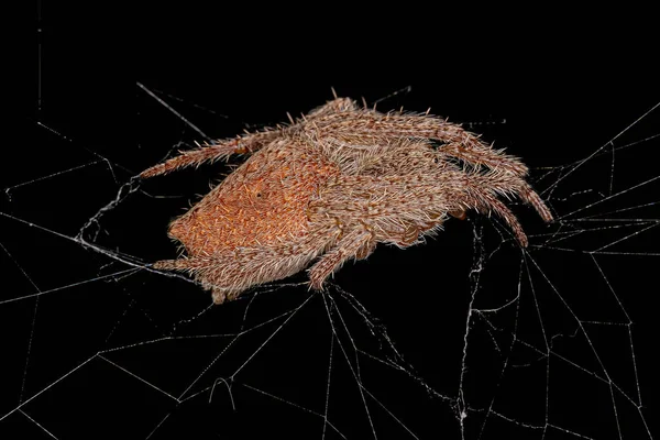 Female Adult Typical Orbweaver Species Eriophora Edax — Stock Photo, Image