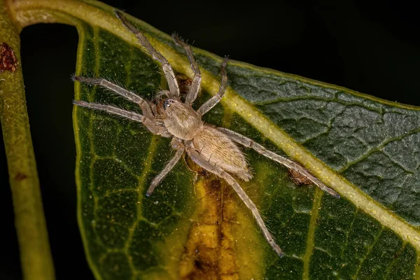 Petite Araignée Fantôme Famille Des Anyphaenidae — Photo
