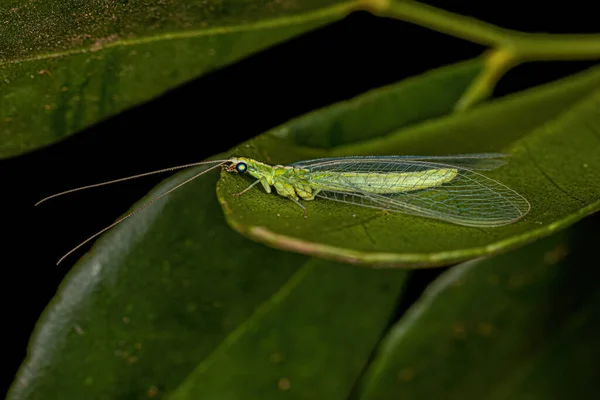 Adult Typical Green Lacewing Genus Chrysoperla — стоковое фото