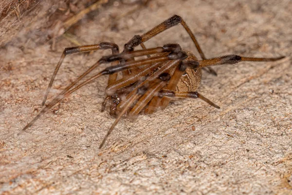 Female Adult Brown Widow Spider Species Latrodectus Geometricus — Stock Photo, Image