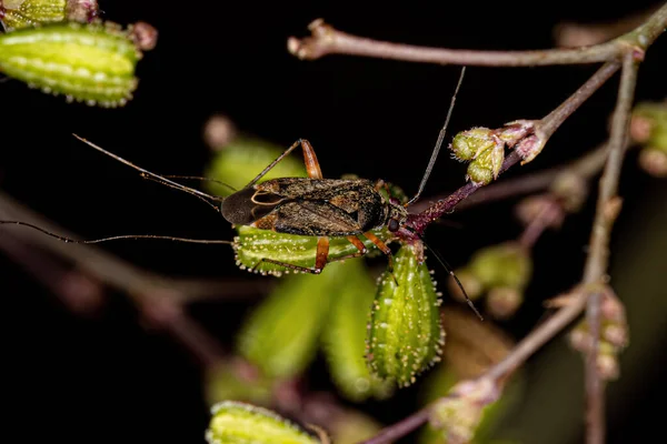 Adult Plant Bug Subfamily Mirinae — Stock Fotó