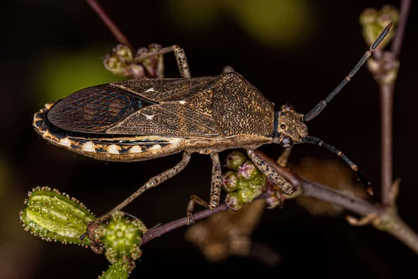 Adult Leaf Footed Bug Genus Catorhintha — Stock Fotó