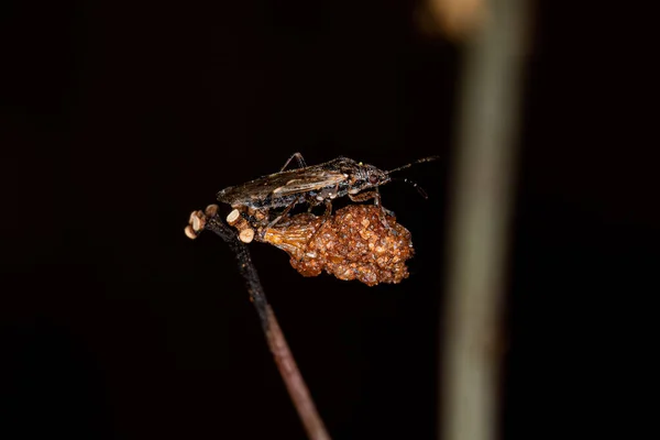 Adult Seed Bug Van Familie Lygaeidae — Stockfoto