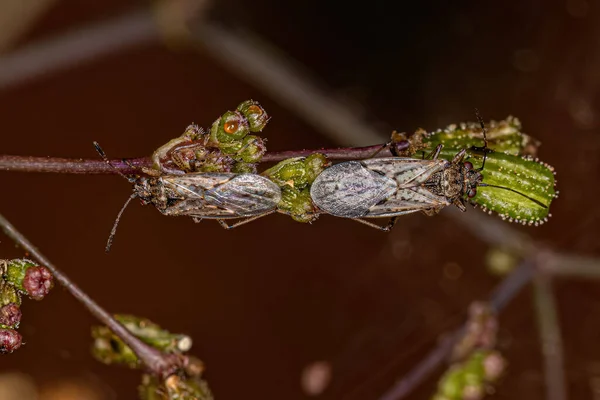 Adult Seed Bugs Family Lygaeidae — Fotografia de Stock
