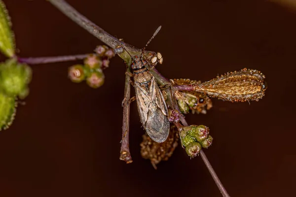 Bug Adulto Familia Lygaeidae — Foto de Stock