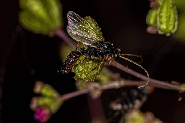 Dead Adult Male Ponerine Ant Tribe Ponerini — Fotografia de Stock