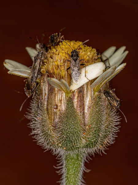 Adult Seed Bug of the Family Lygaeidae