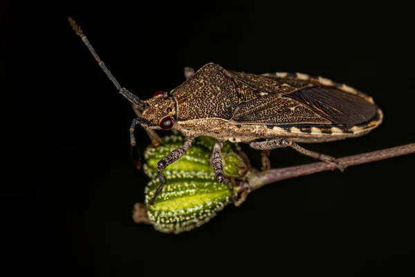 Adult Leaf Footed Bug Genus Catorhintha — Fotografia de Stock